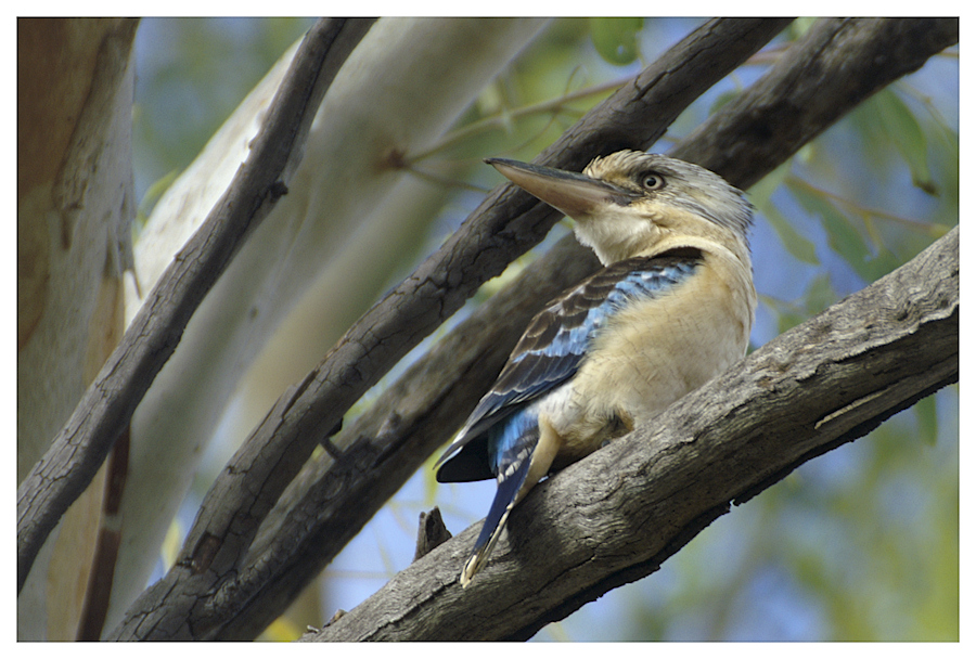 Kookaburra