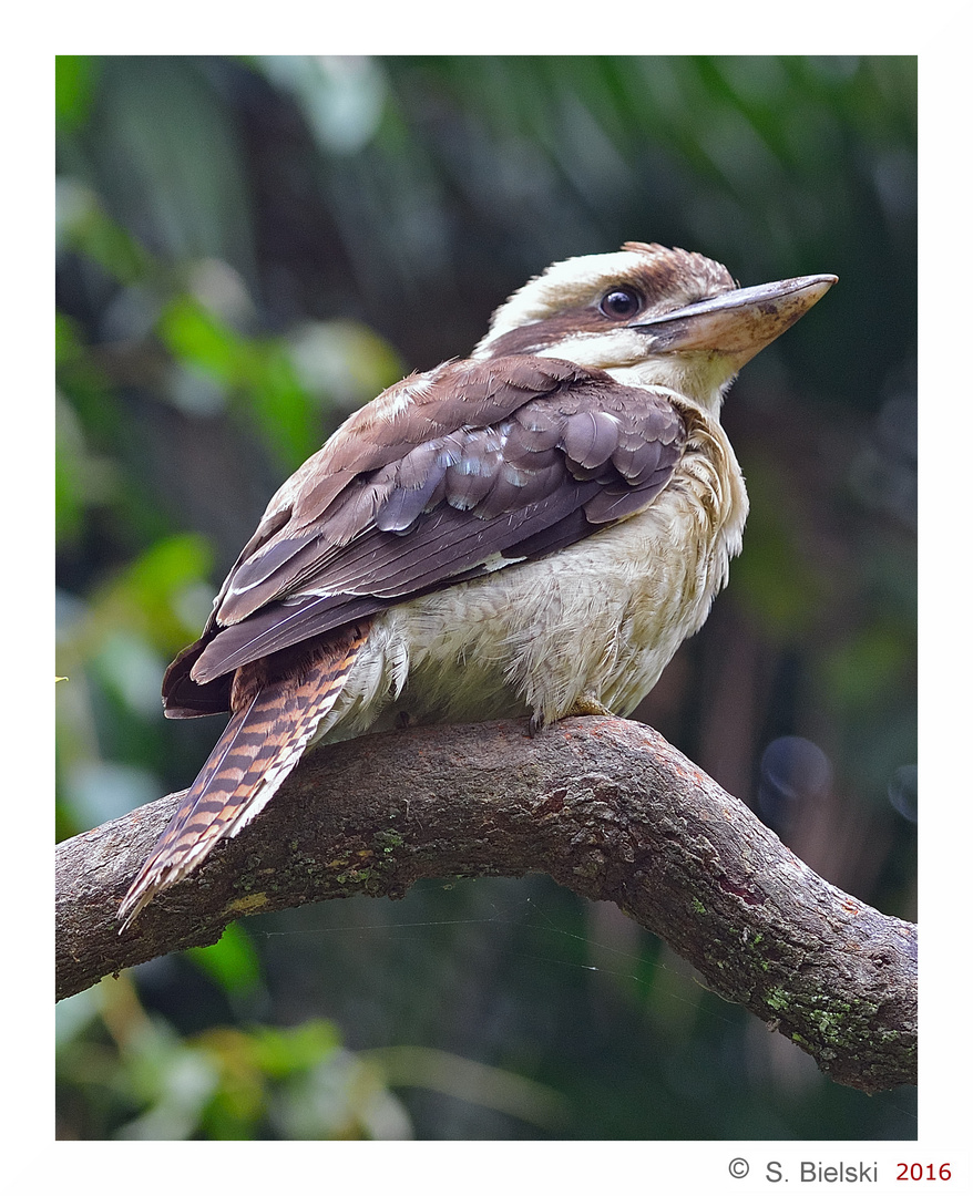 Kookaburra