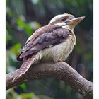 Kookaburra