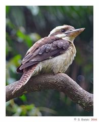 Kookaburra