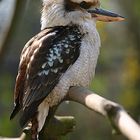 Kookaburra