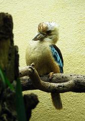 Kookaburra