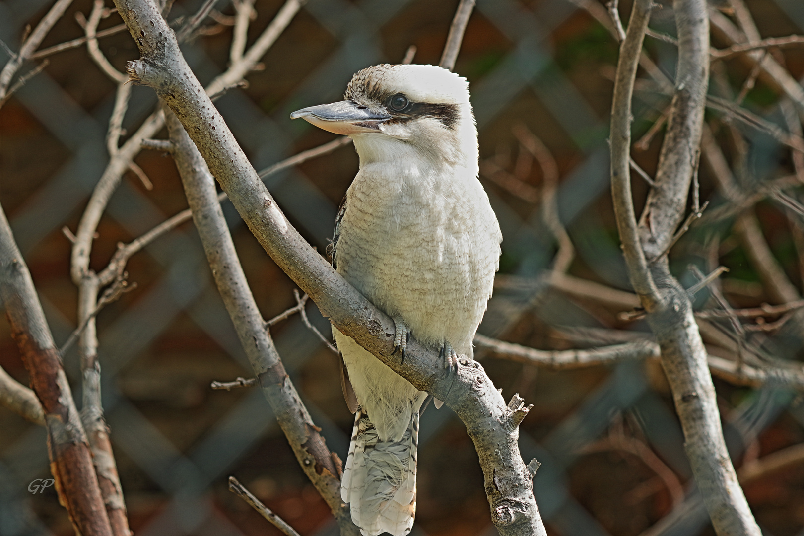 Kookaburra