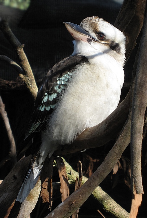 Kookaburra