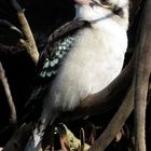 Kookaburra