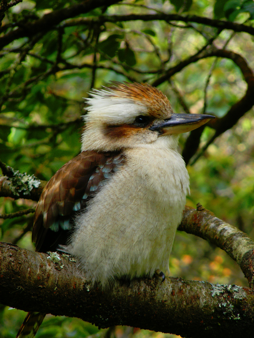 kookaburra