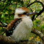 kookaburra