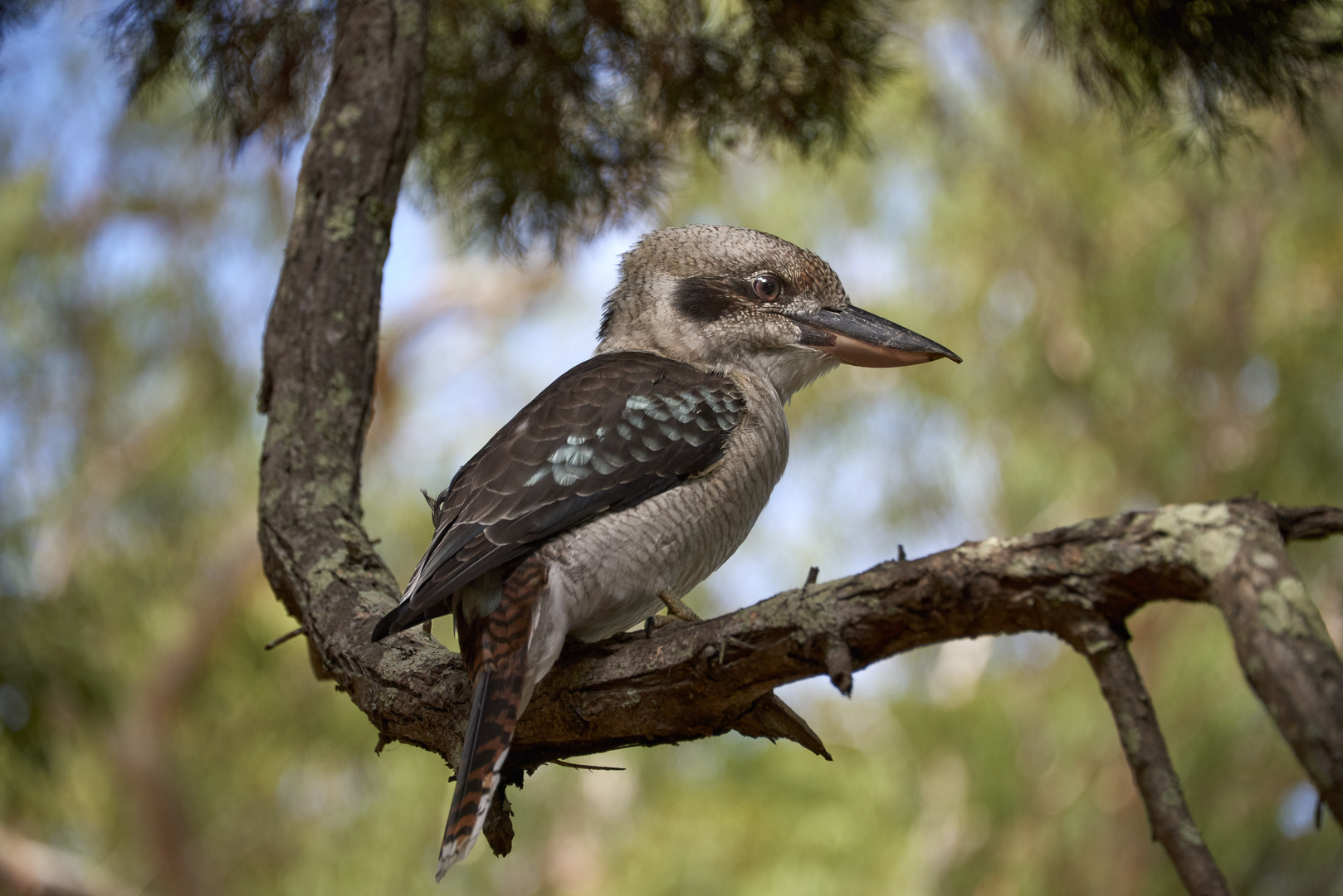 Kookaburra