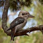 Kookaburra