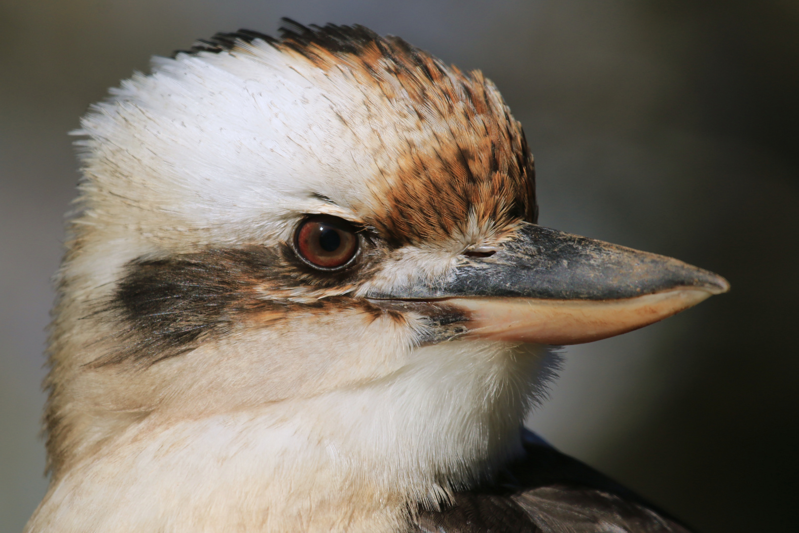 Kookaburra