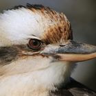 Kookaburra