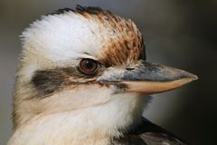 Kookaburra