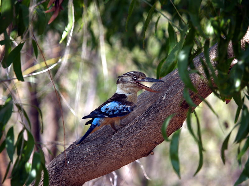 kookaburra