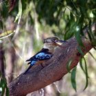 kookaburra