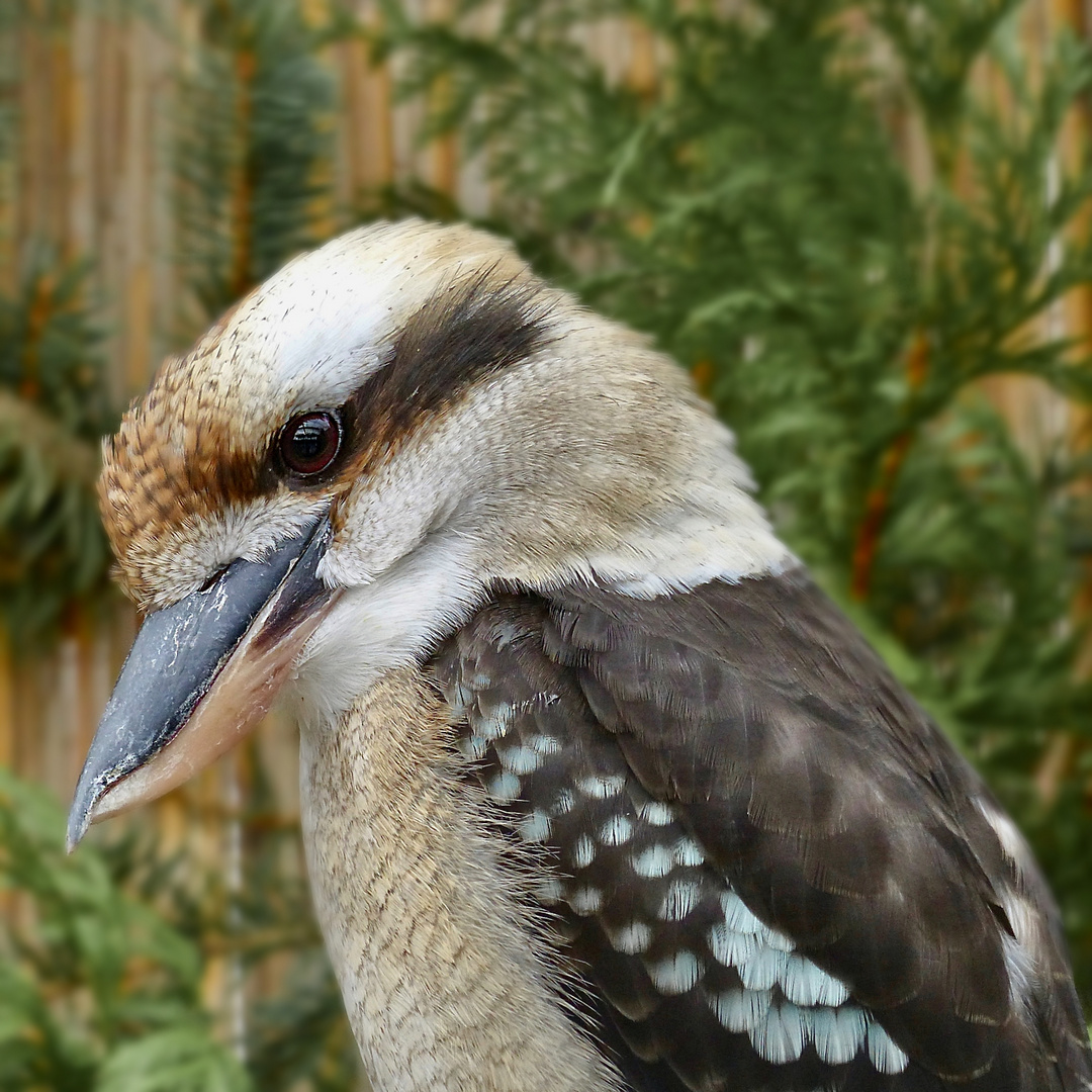 Kookaburra…..