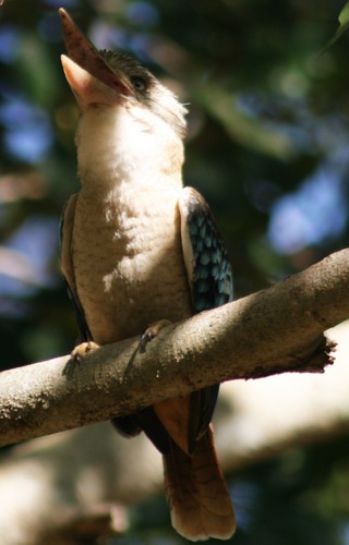 Kookaburra