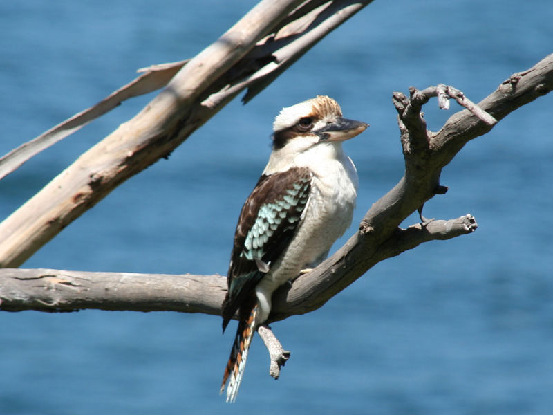 Kookaburra