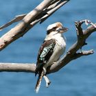 Kookaburra