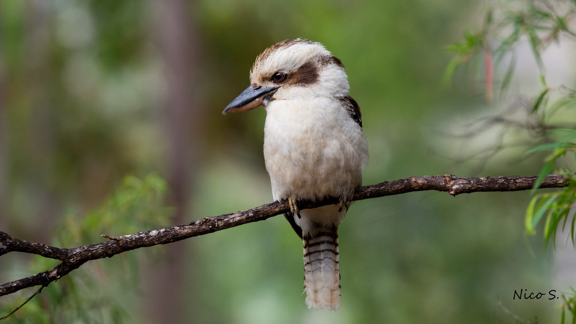 kookaburra