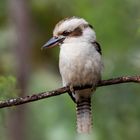 kookaburra