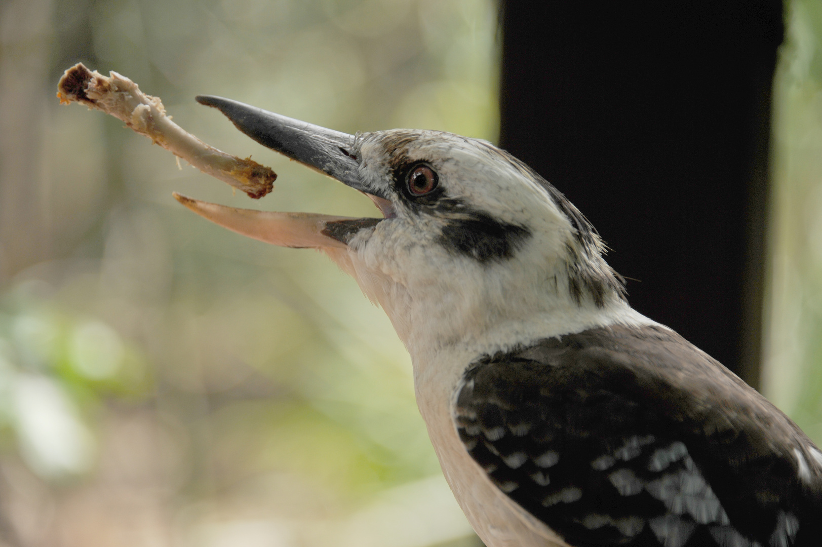 Kookaburra