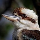 Kookaburra