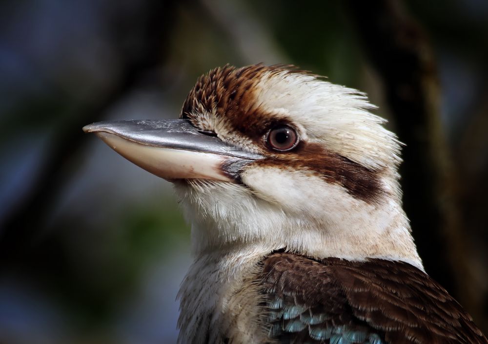 Kookaburra