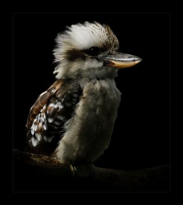 Kookaburra