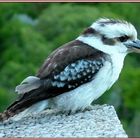 Kookaburra