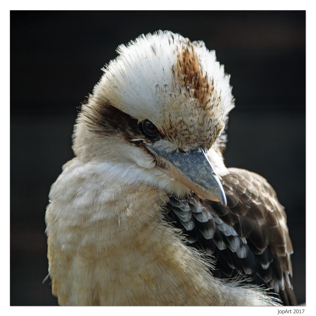 Kookaburra...