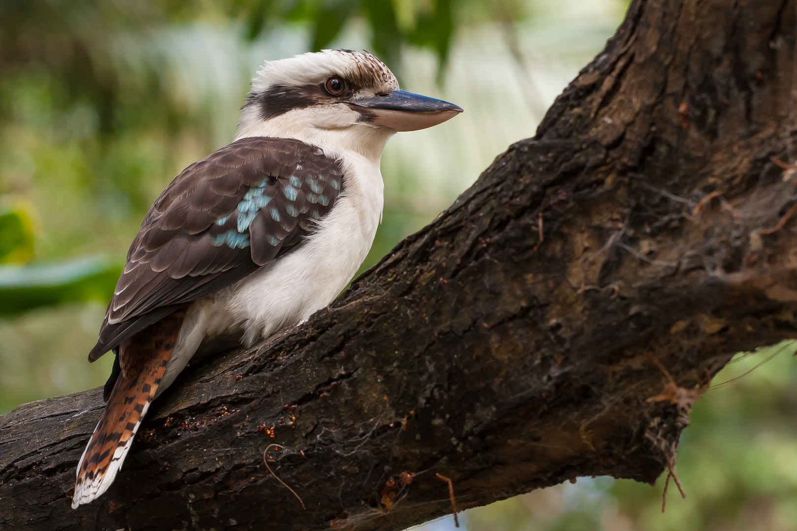 Kookaburra