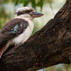 Kookaburra