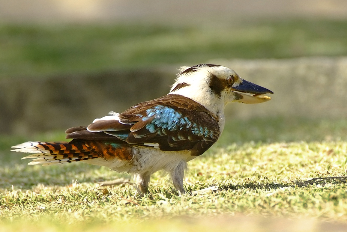 Kookaburra