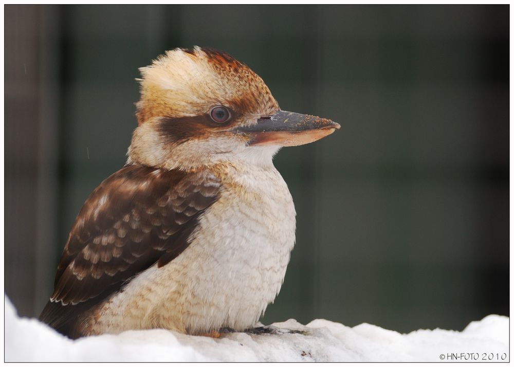 Kookaburra