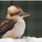 Kookaburra