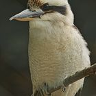 Kookaburra