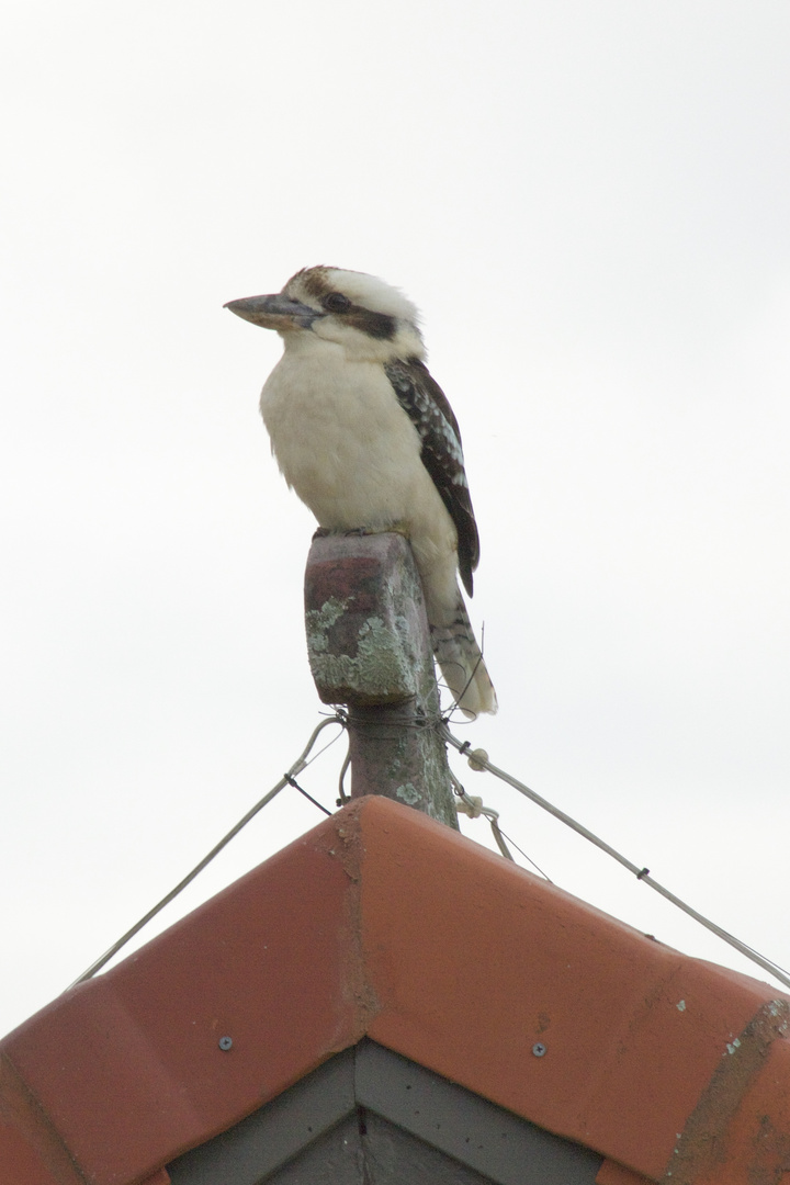 Kookaburra