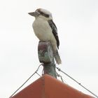 Kookaburra