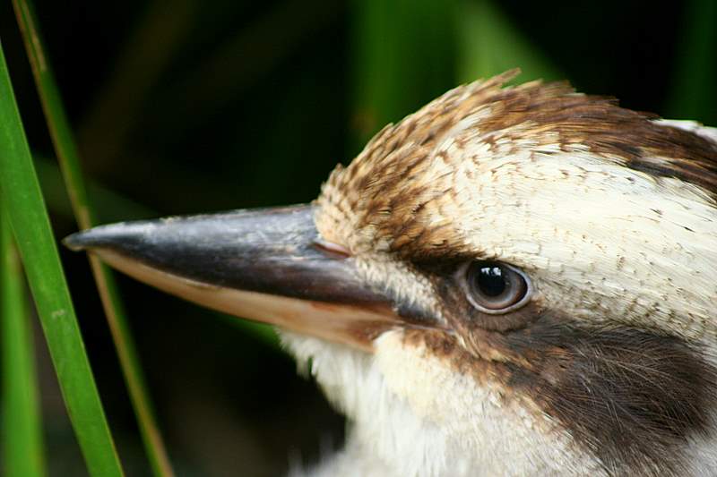 Kookaburra