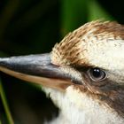 Kookaburra