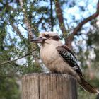 Kookaburra....