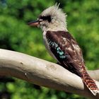 Kookaburra -