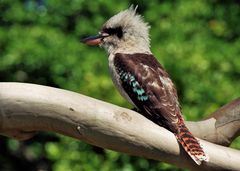 Kookaburra -