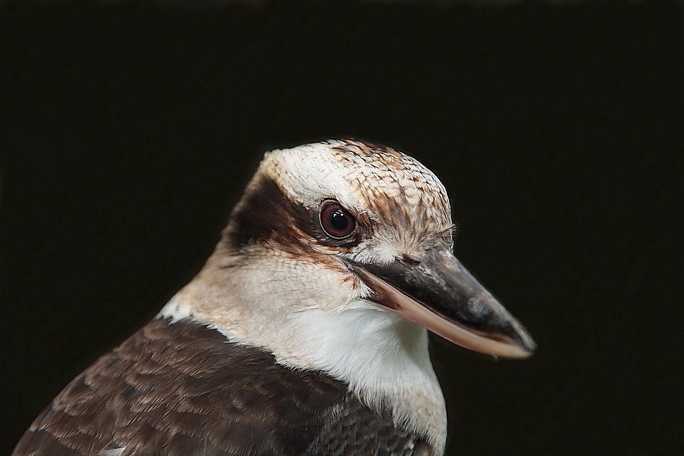 kookaburra