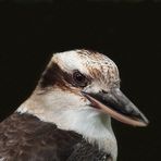 kookaburra