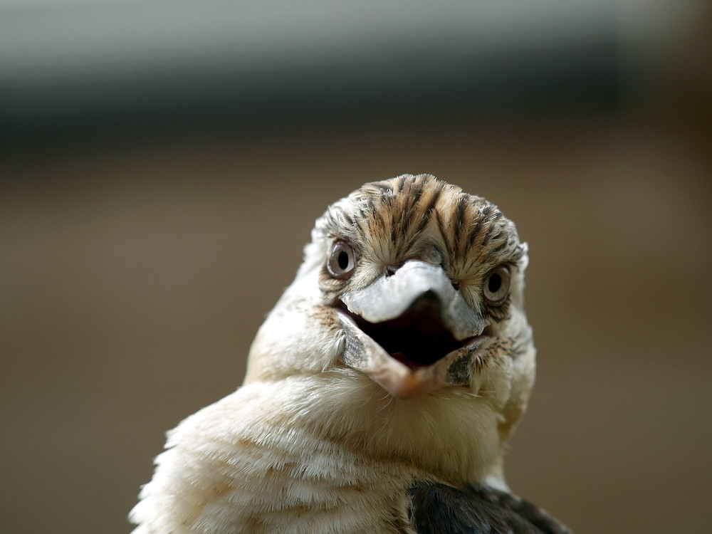 Kookaburra