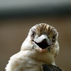 Kookaburra