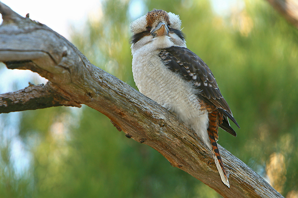 kookaburra