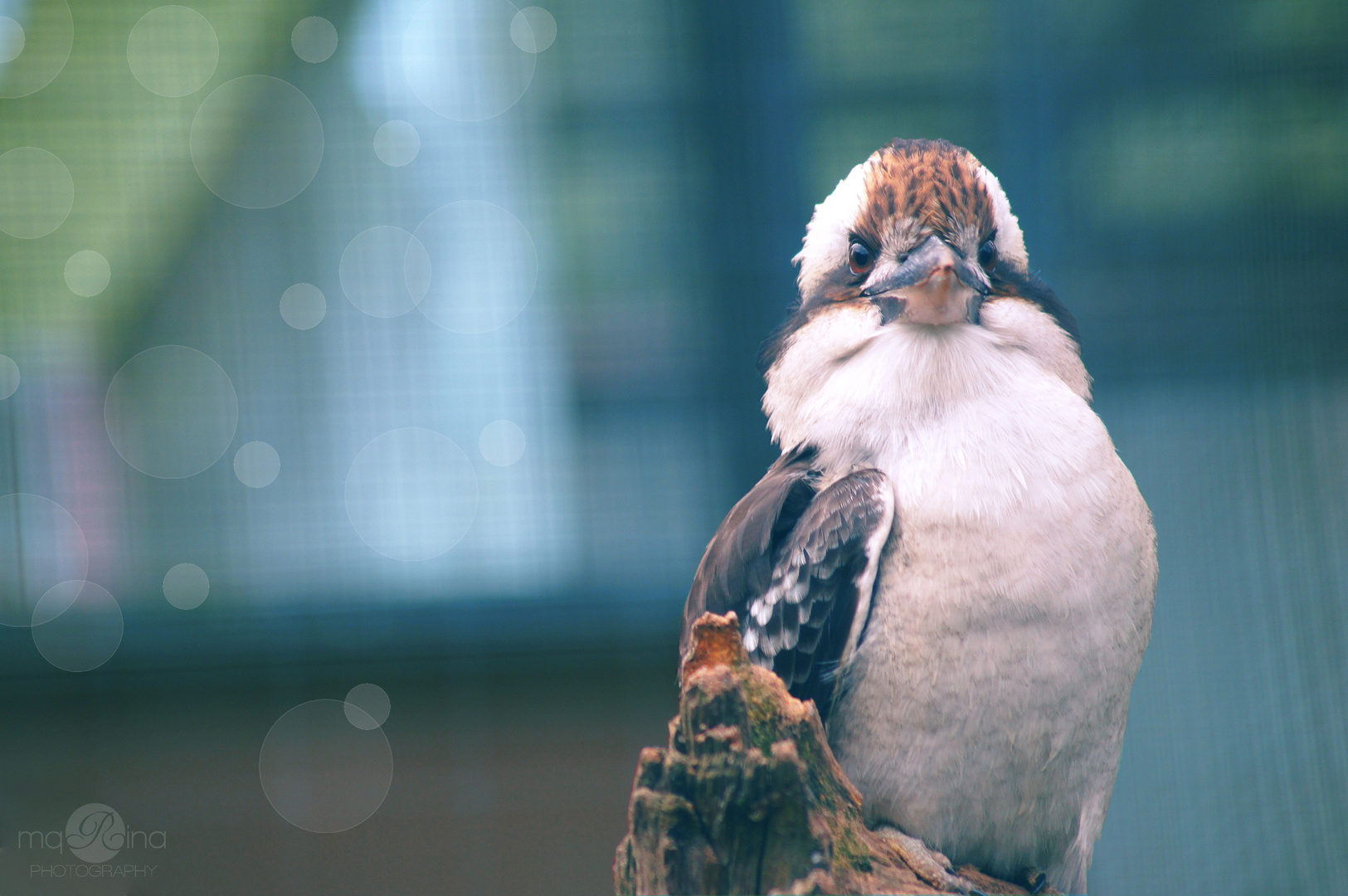 Kookaburra