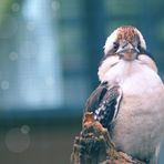 Kookaburra